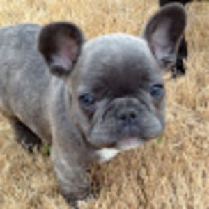 Meet your Posher, Suzie